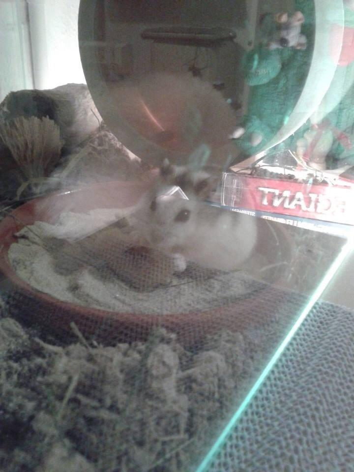 Dværghamster Kranzi billede 3