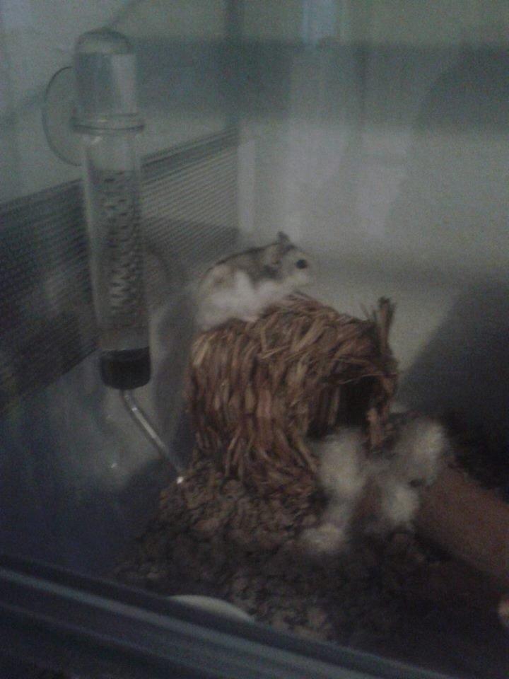 Dværghamster Kranzi billede 4