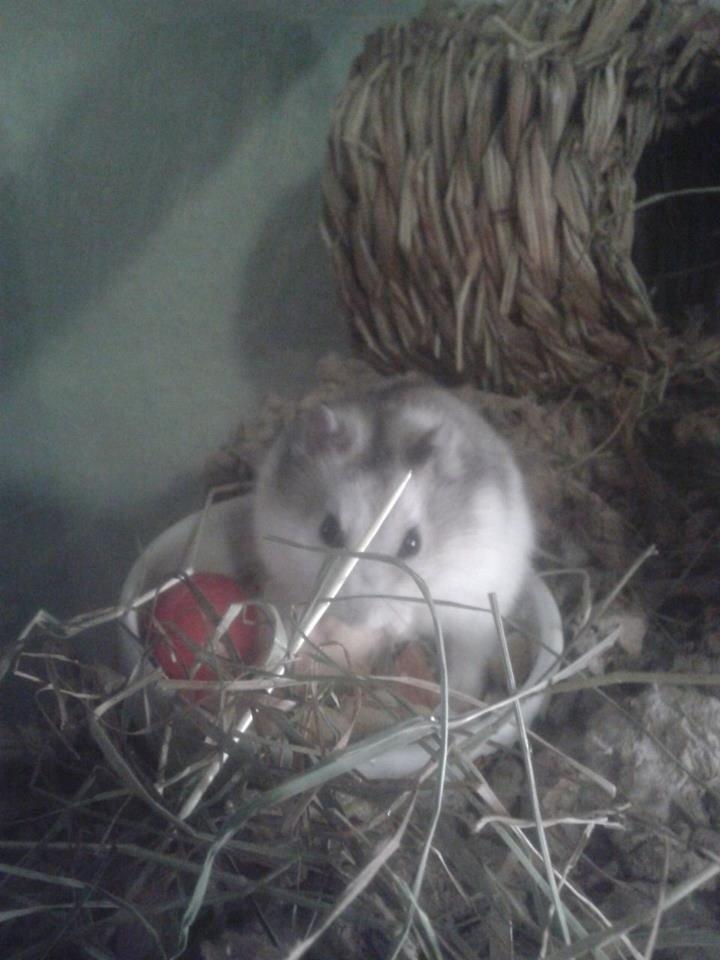 Dværghamster Kranzi billede 5