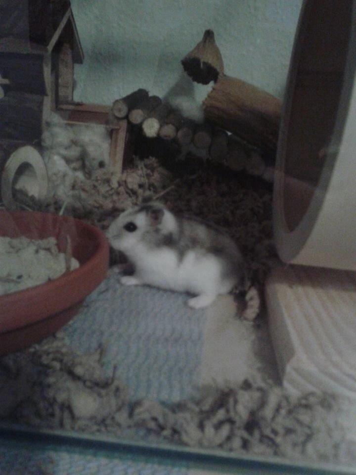 Dværghamster Kranzi billede 6