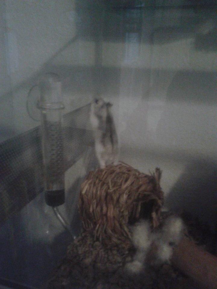 Dværghamster Kranzi billede 7