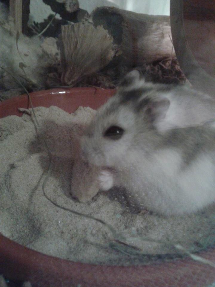 Dværghamster Kranzi billede 8