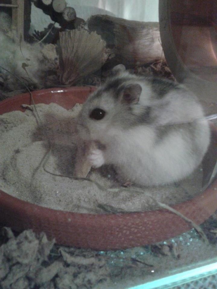 Dværghamster Kranzi billede 9