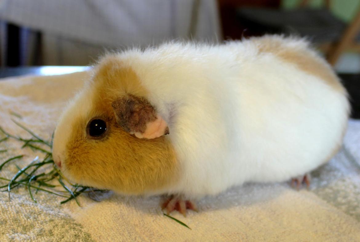 Marsvin RENESMEE fra Stokkemarke billede 8