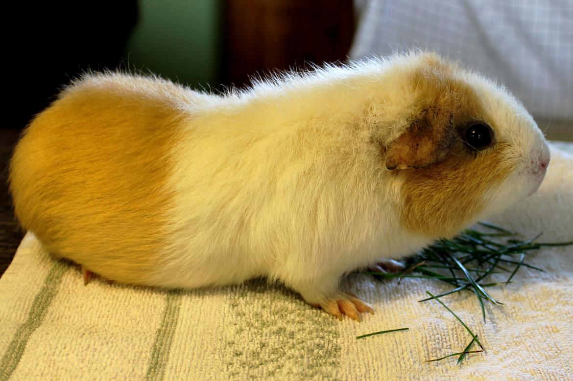 Marsvin RENESMEE fra Stokkemarke billede 9