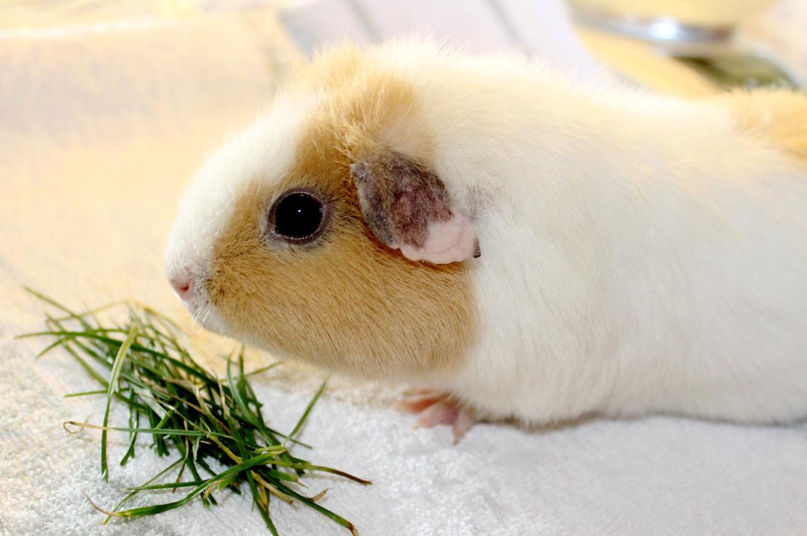 Marsvin RENESMEE fra Stokkemarke billede 10