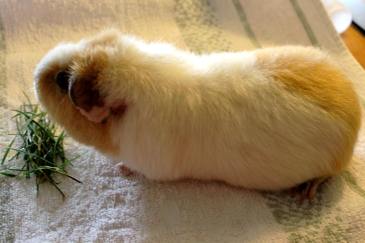 Marsvin RENESMEE fra Stokkemarke billede 11