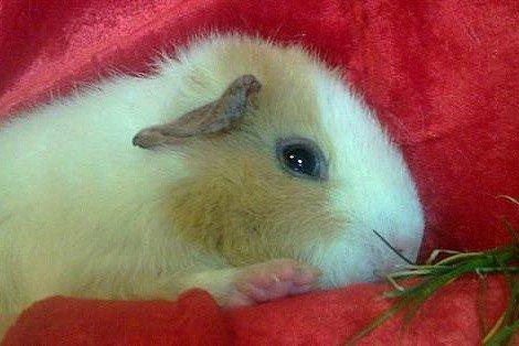 Marsvin RENESMEE fra Stokkemarke billede 12