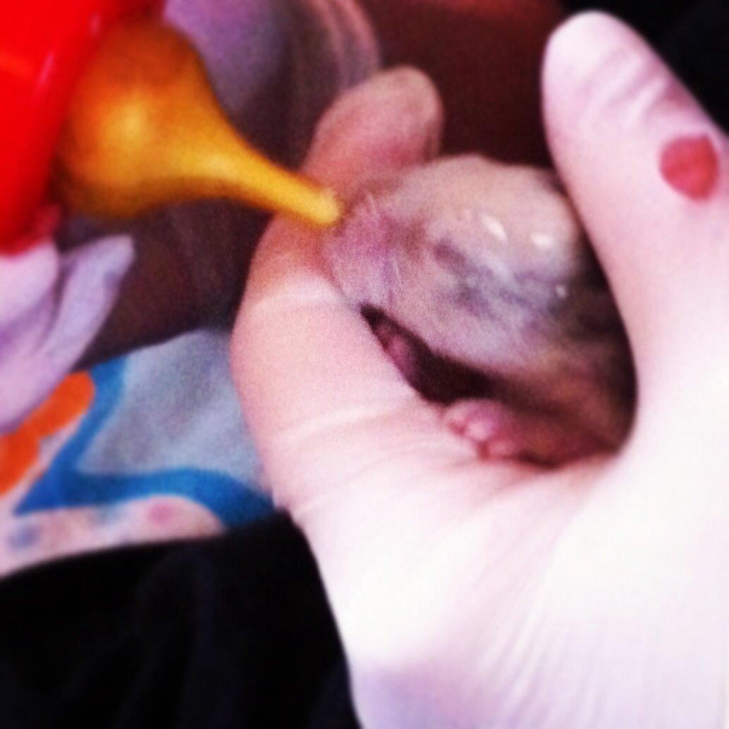 Kanin Salto (R.I.P) billede 1