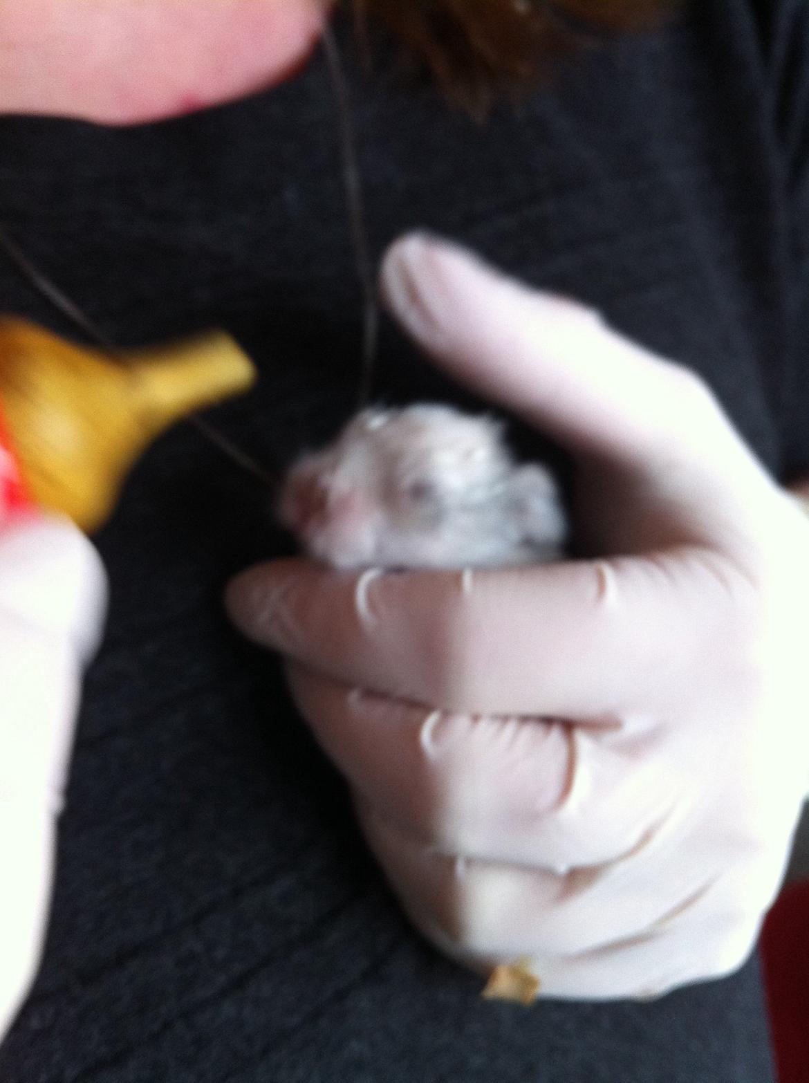 Kanin Salto (R.I.P) billede 2