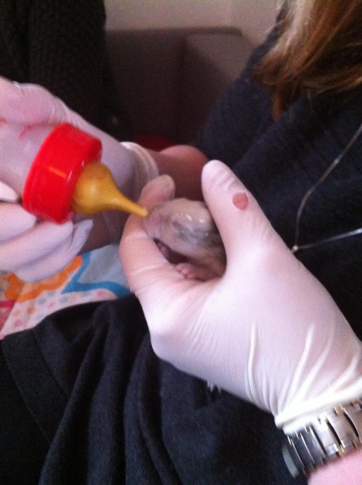 Kanin Salto (R.I.P) billede 3