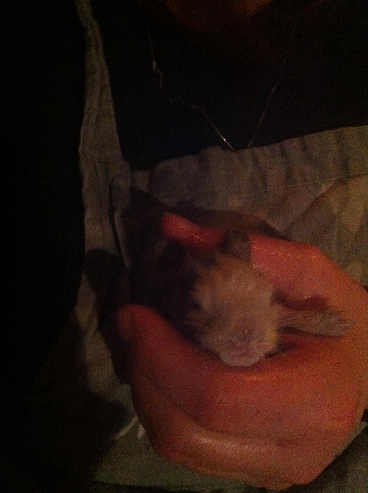 Kanin Salto (R.I.P) billede 4