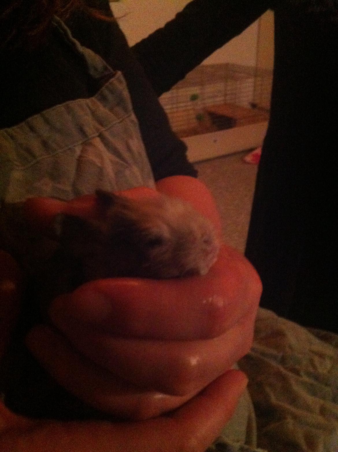 Kanin Salto (R.I.P) billede 5