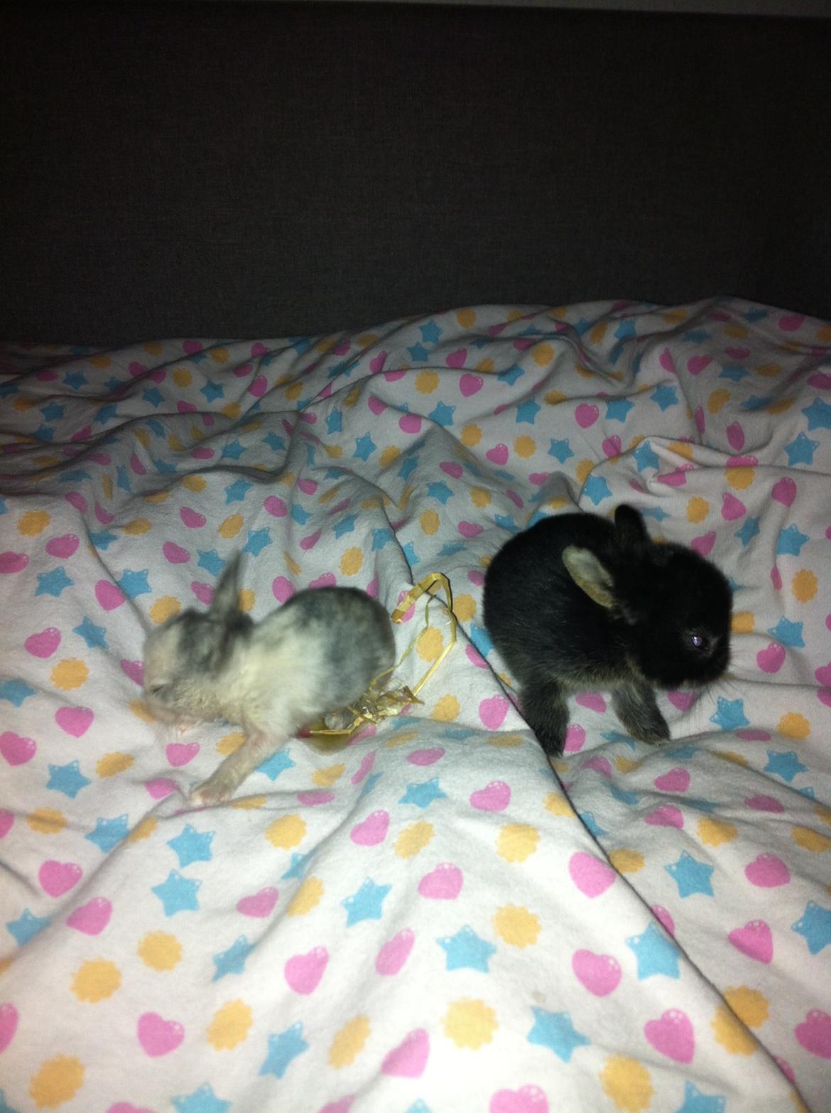 Kanin Salto (R.I.P) billede 6