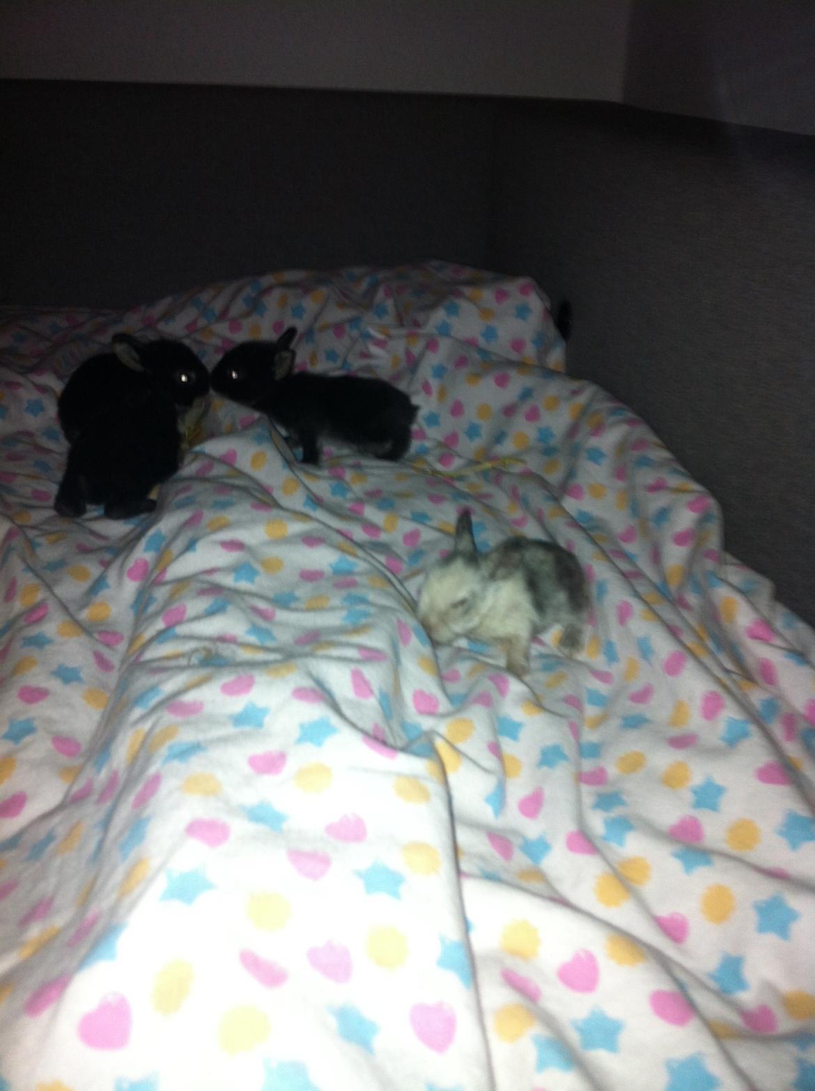 Kanin Salto (R.I.P) billede 7