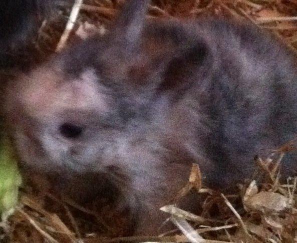 Kanin Salto (R.I.P) billede 8