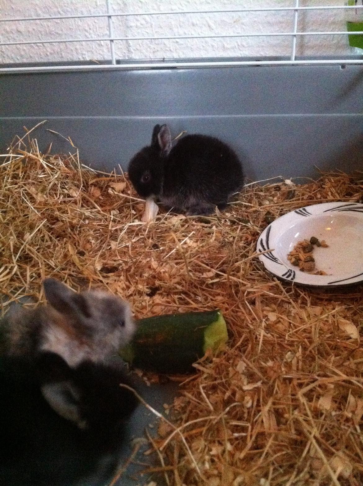 Kanin Salto (R.I.P) billede 10