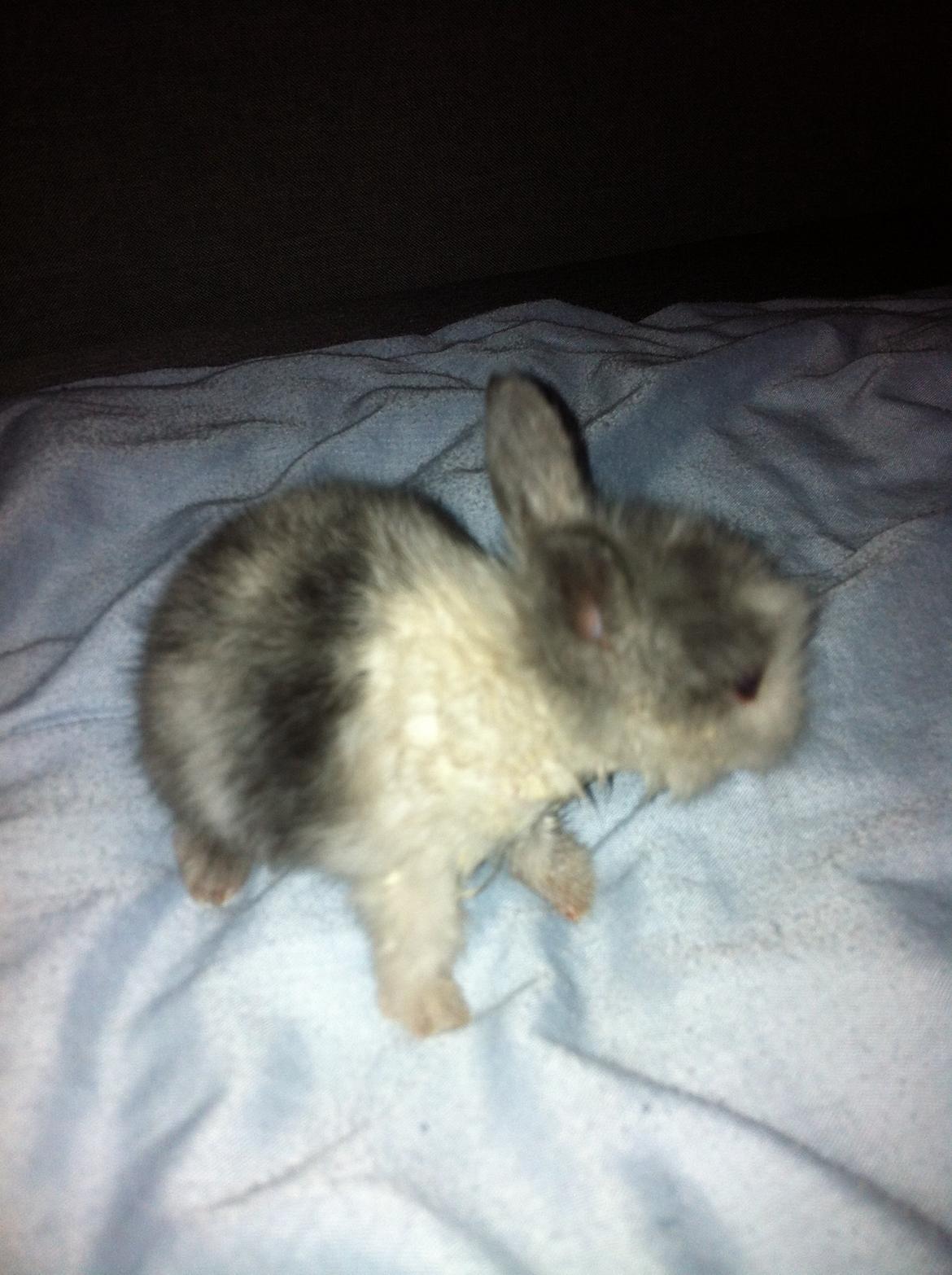 Kanin Salto (R.I.P) billede 11