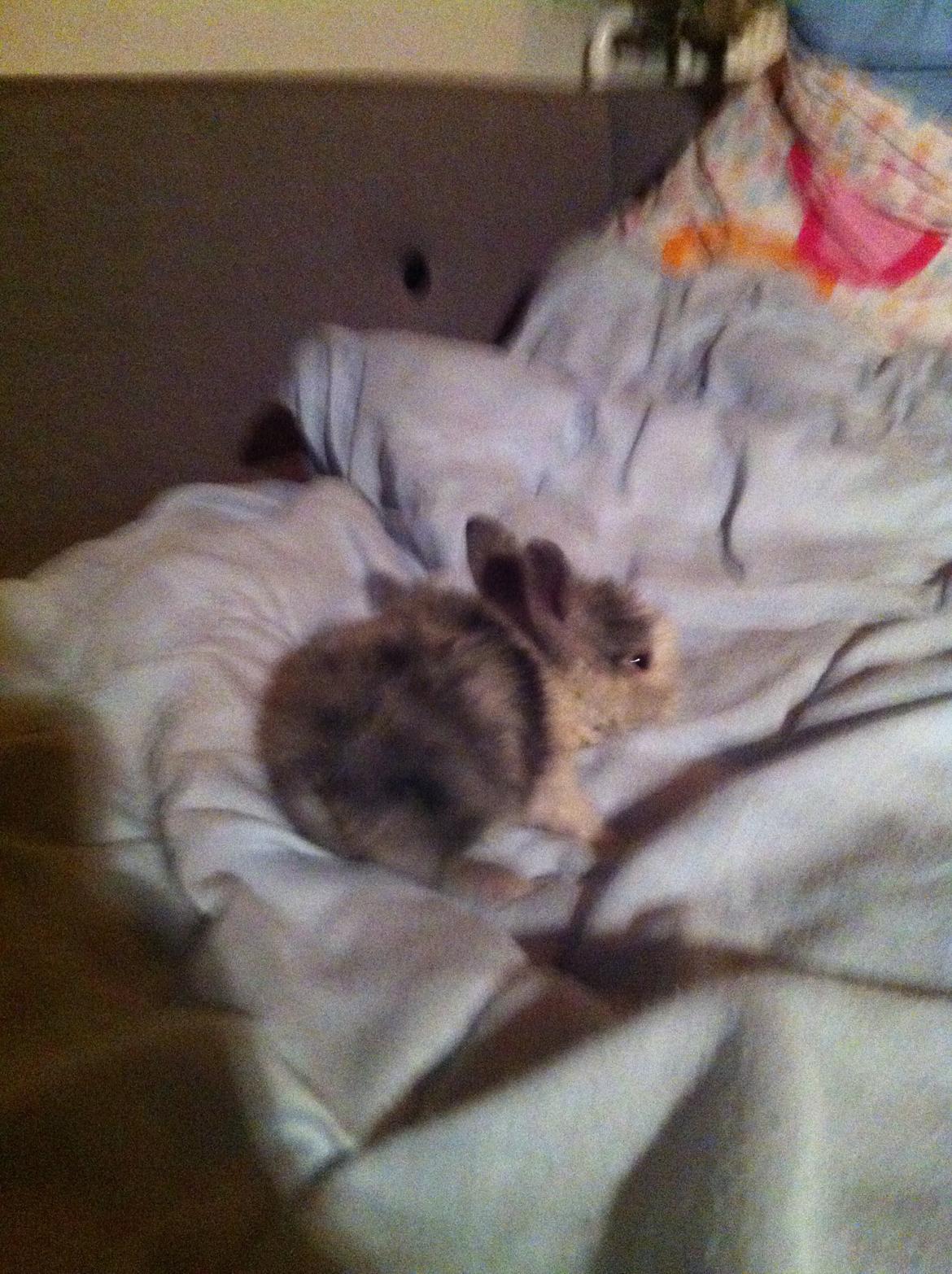 Kanin Salto (R.I.P) billede 12