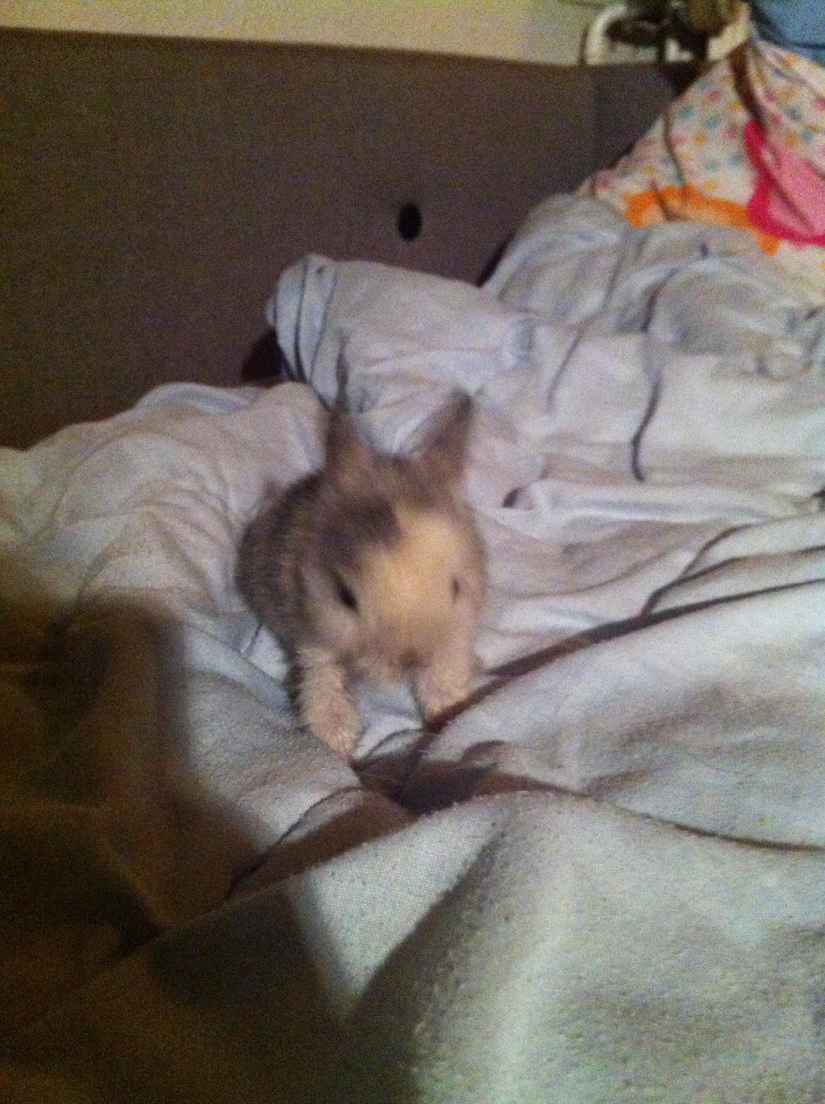 Kanin Salto (R.I.P) billede 13