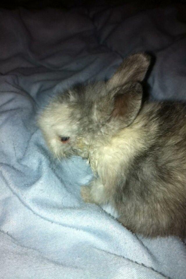 Kanin Salto (R.I.P) billede 14