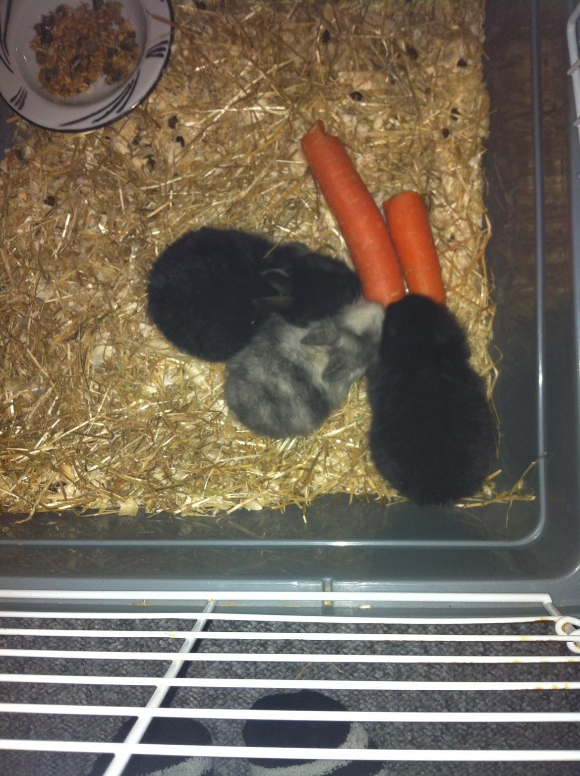 Kanin Salto (R.I.P) billede 15