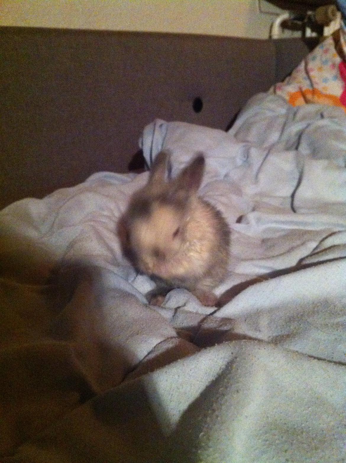 Kanin Salto (R.I.P) billede 16