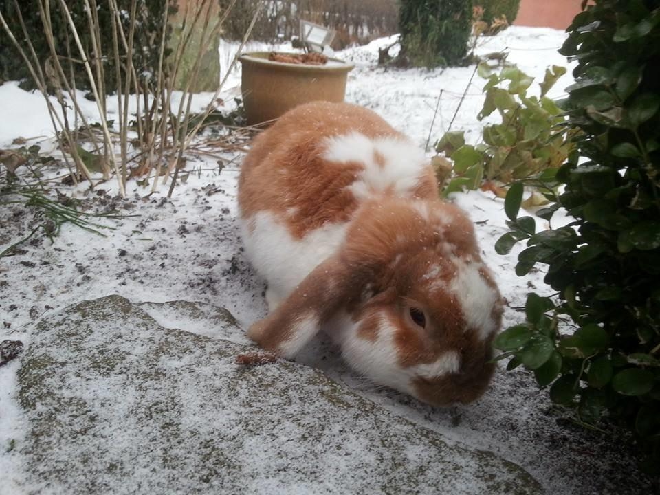 Kanin Captain Jack Sparrow billede 6