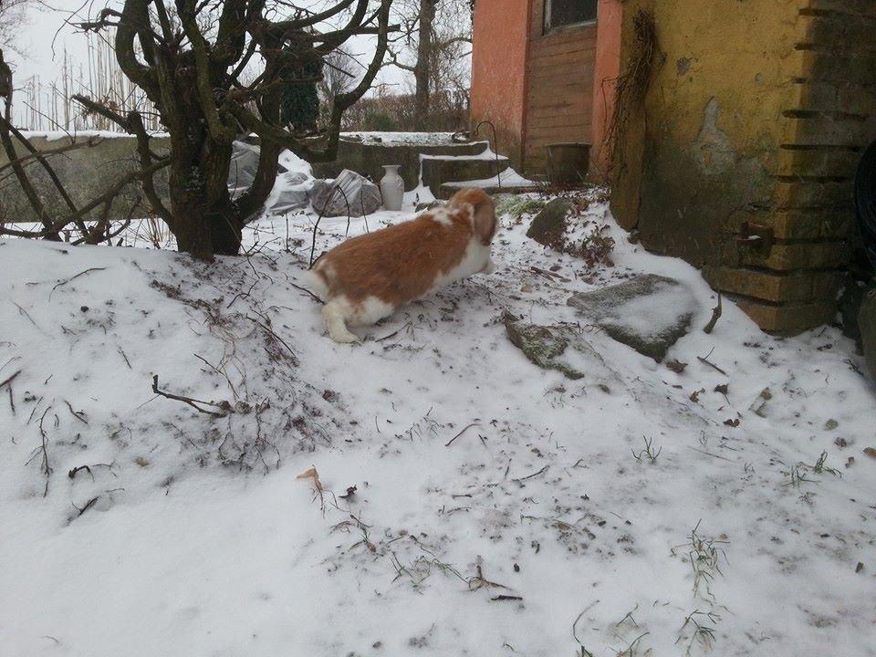 Kanin Captain Jack Sparrow billede 8