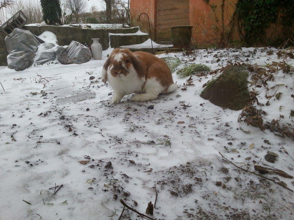 Kanin Captain Jack Sparrow billede 7