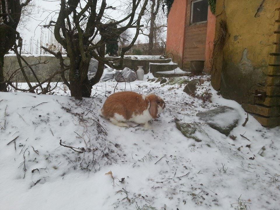 Kanin Captain Jack Sparrow billede 9