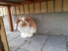 Kanin Captain Jack Sparrow billede 5