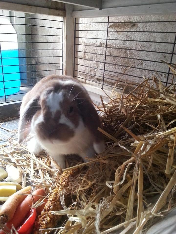 Kanin Captain Jack Sparrow billede 10