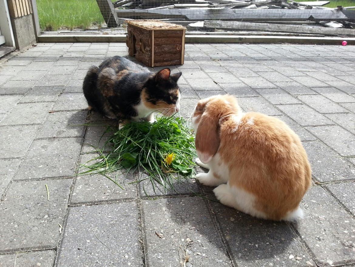 Kanin Captain Jack Sparrow billede 3