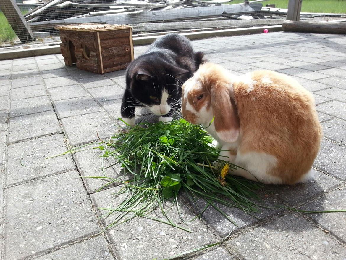 Kanin Captain Jack Sparrow billede 2