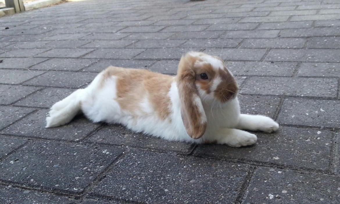 Kanin Captain Jack Sparrow billede 1