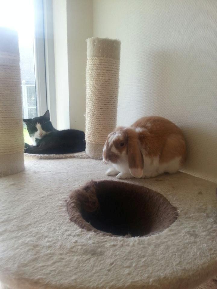 Kanin Captain Jack Sparrow billede 4