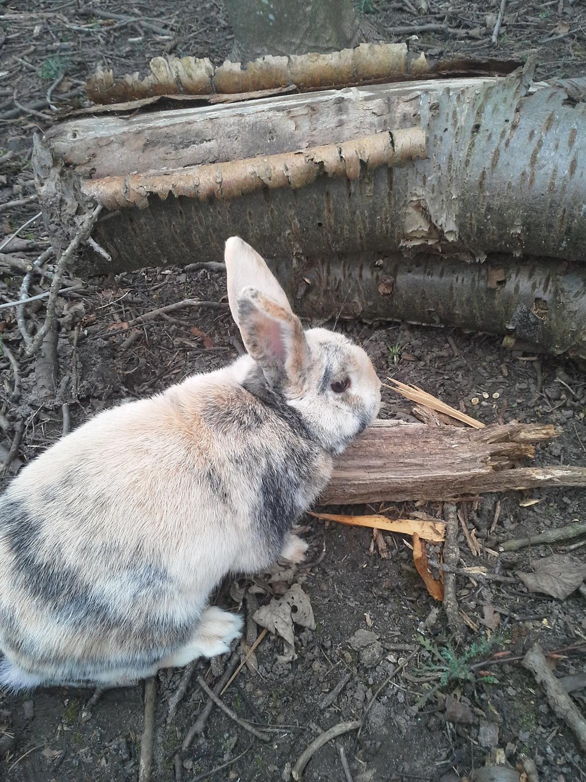 Kanin Hannibal billede 3