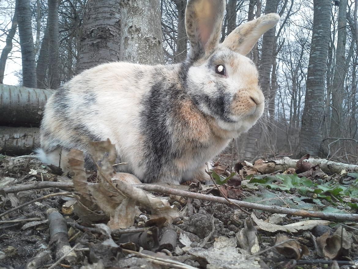 Kanin Hannibal billede 14