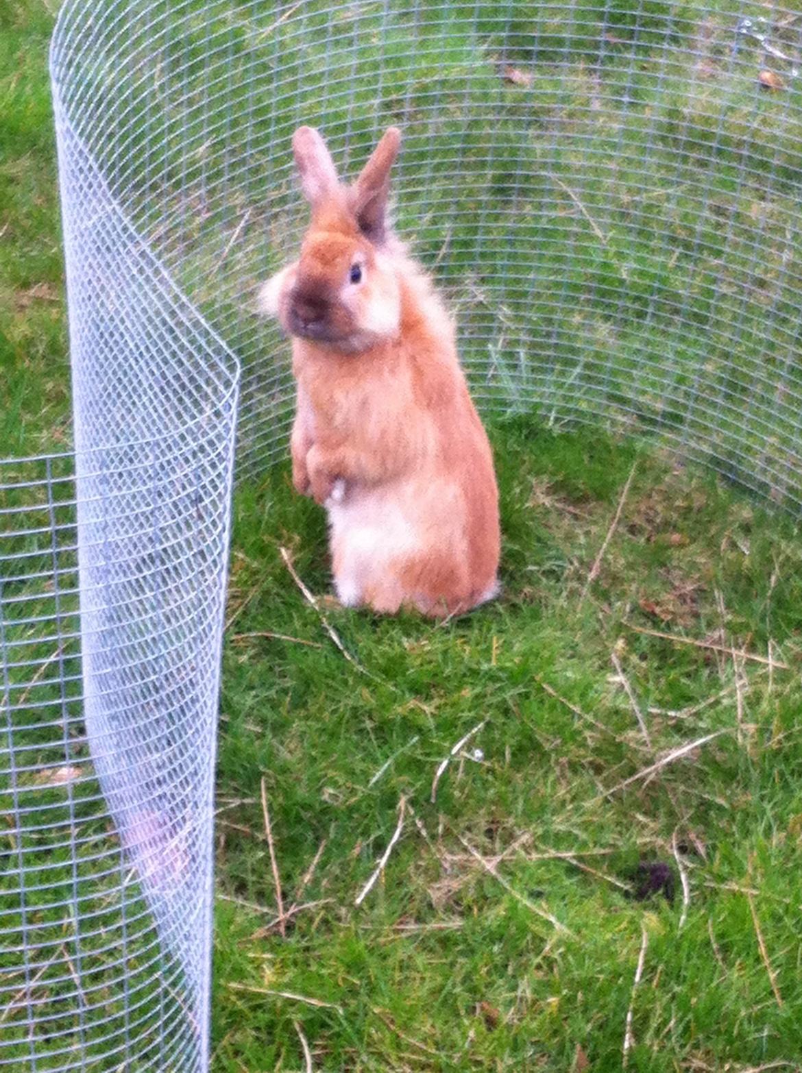 Kanin Sniffe billede 22