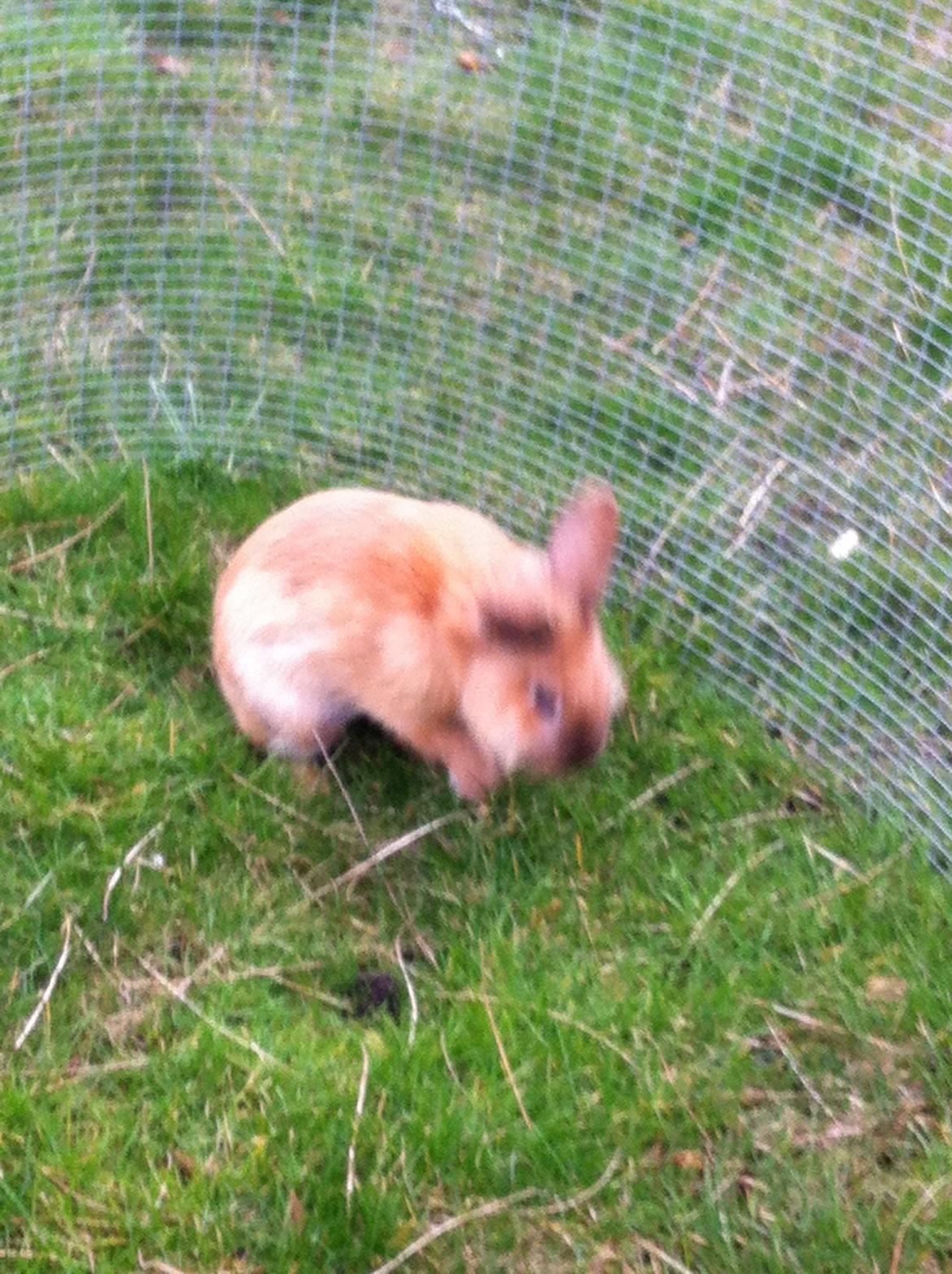 Kanin Sniffe billede 23