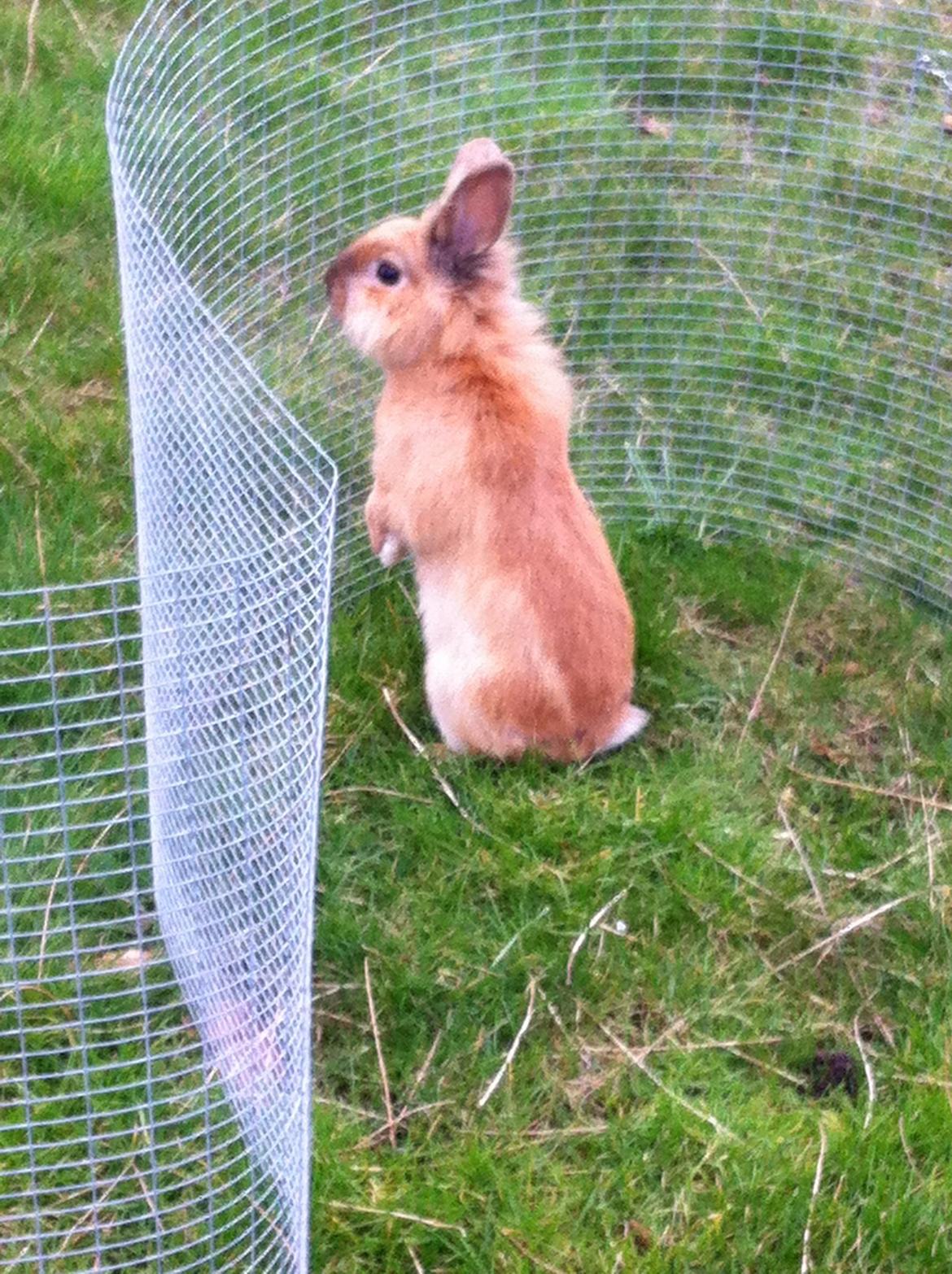 Kanin Sniffe billede 21