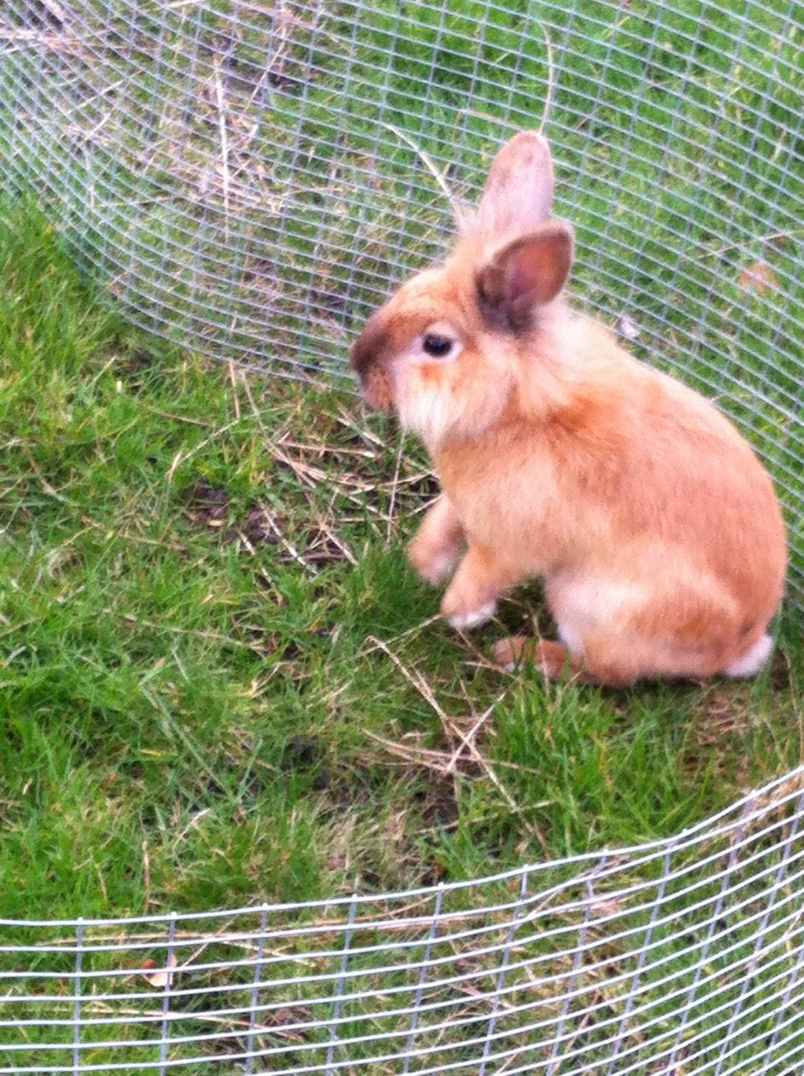 Kanin Sniffe billede 24