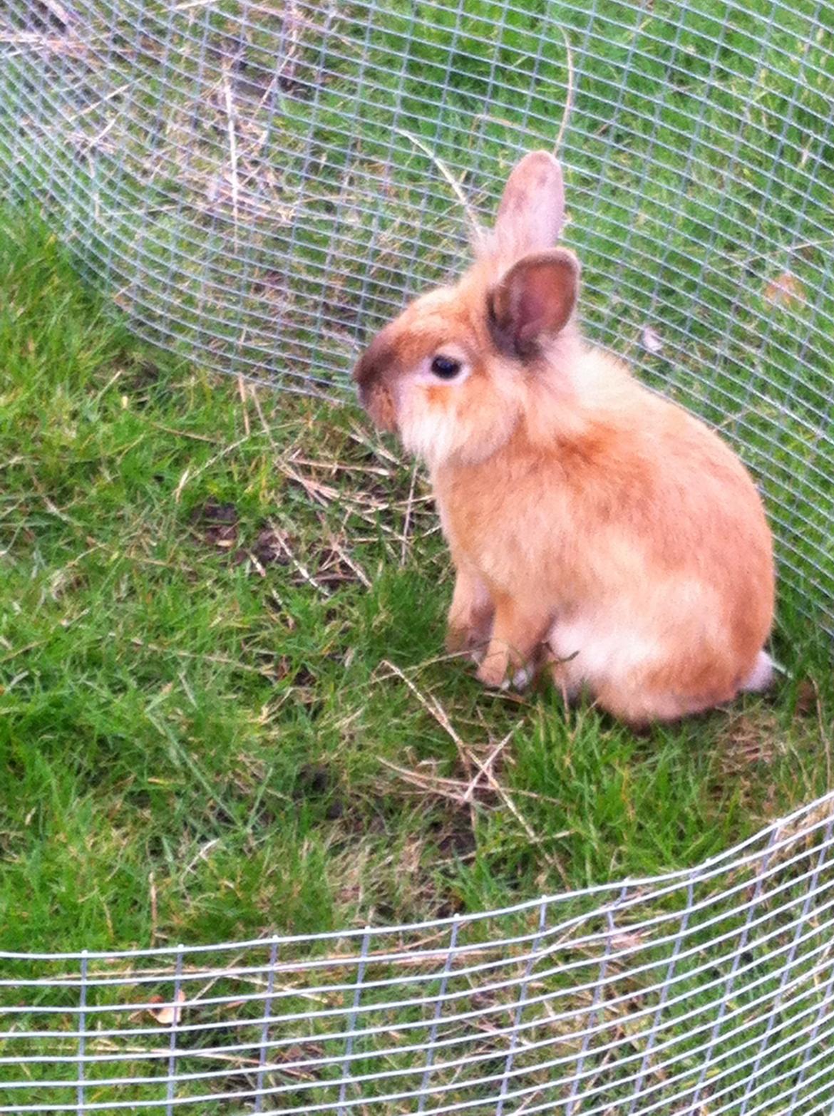 Kanin Sniffe billede 25