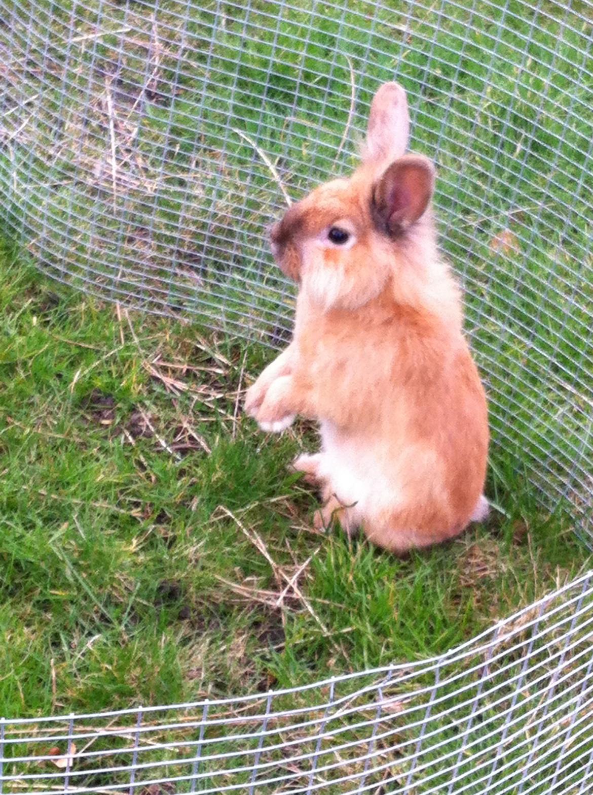 Kanin Sniffe billede 26