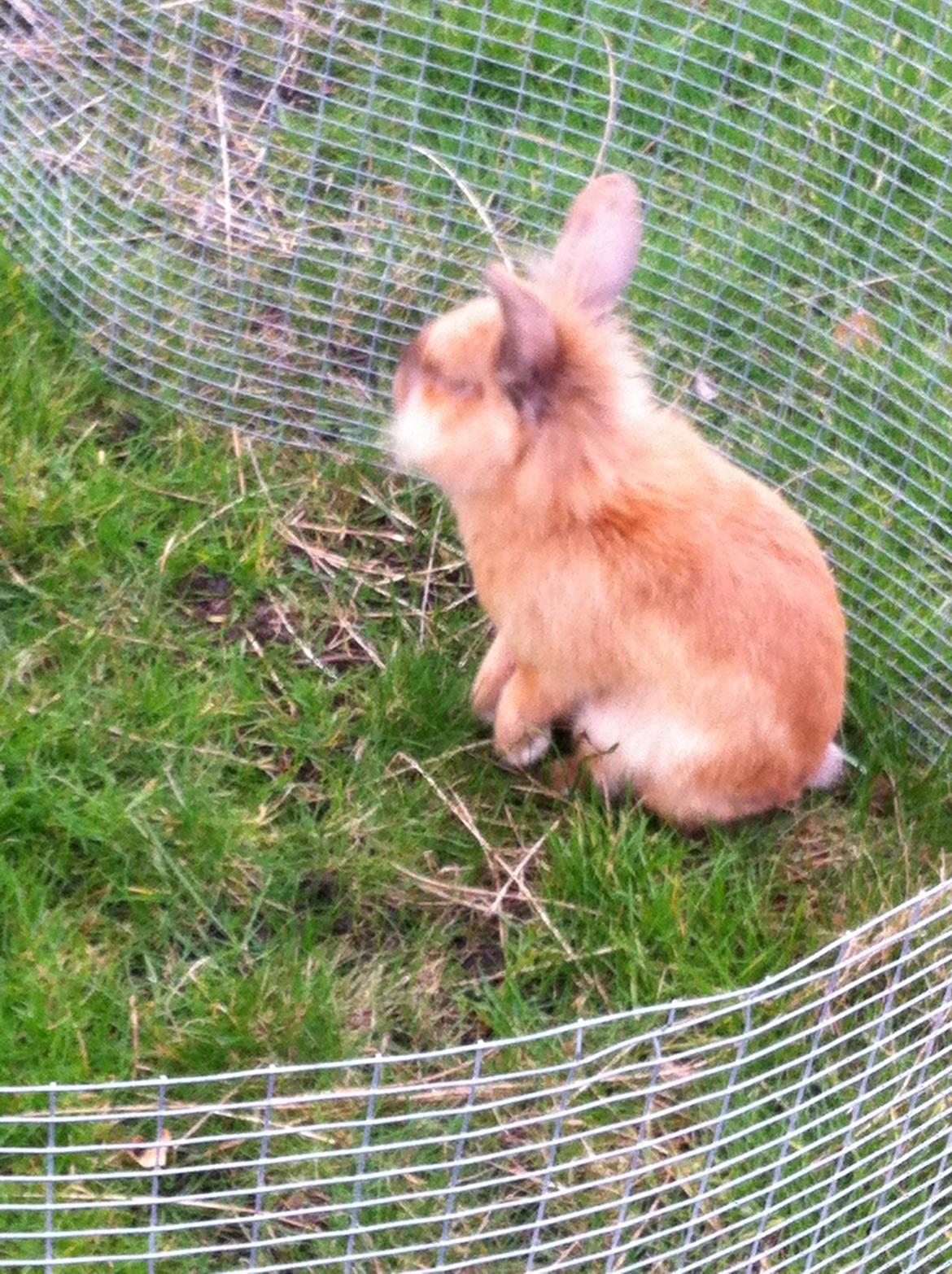 Kanin Sniffe billede 27