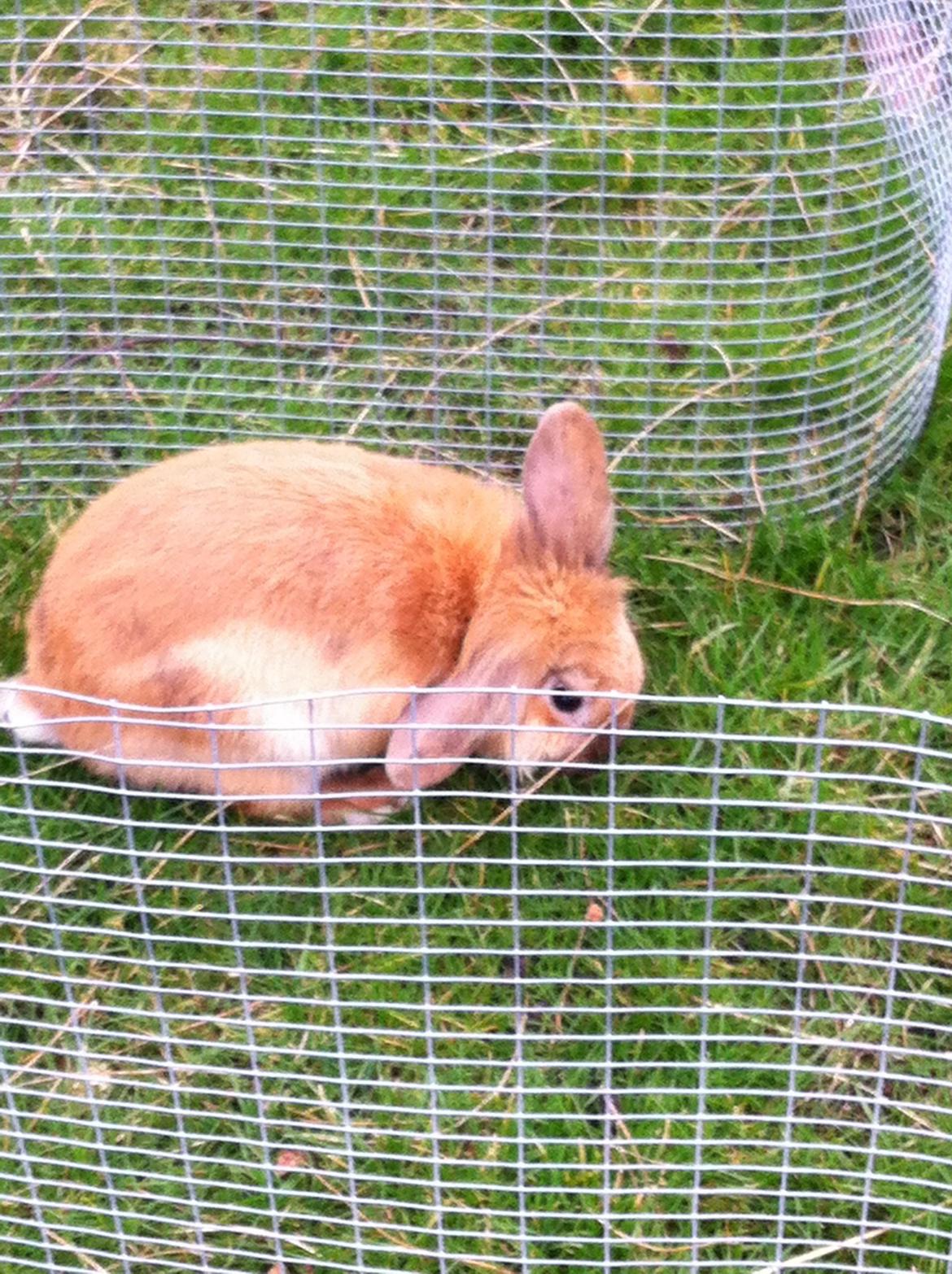 Kanin Sniffe billede 29