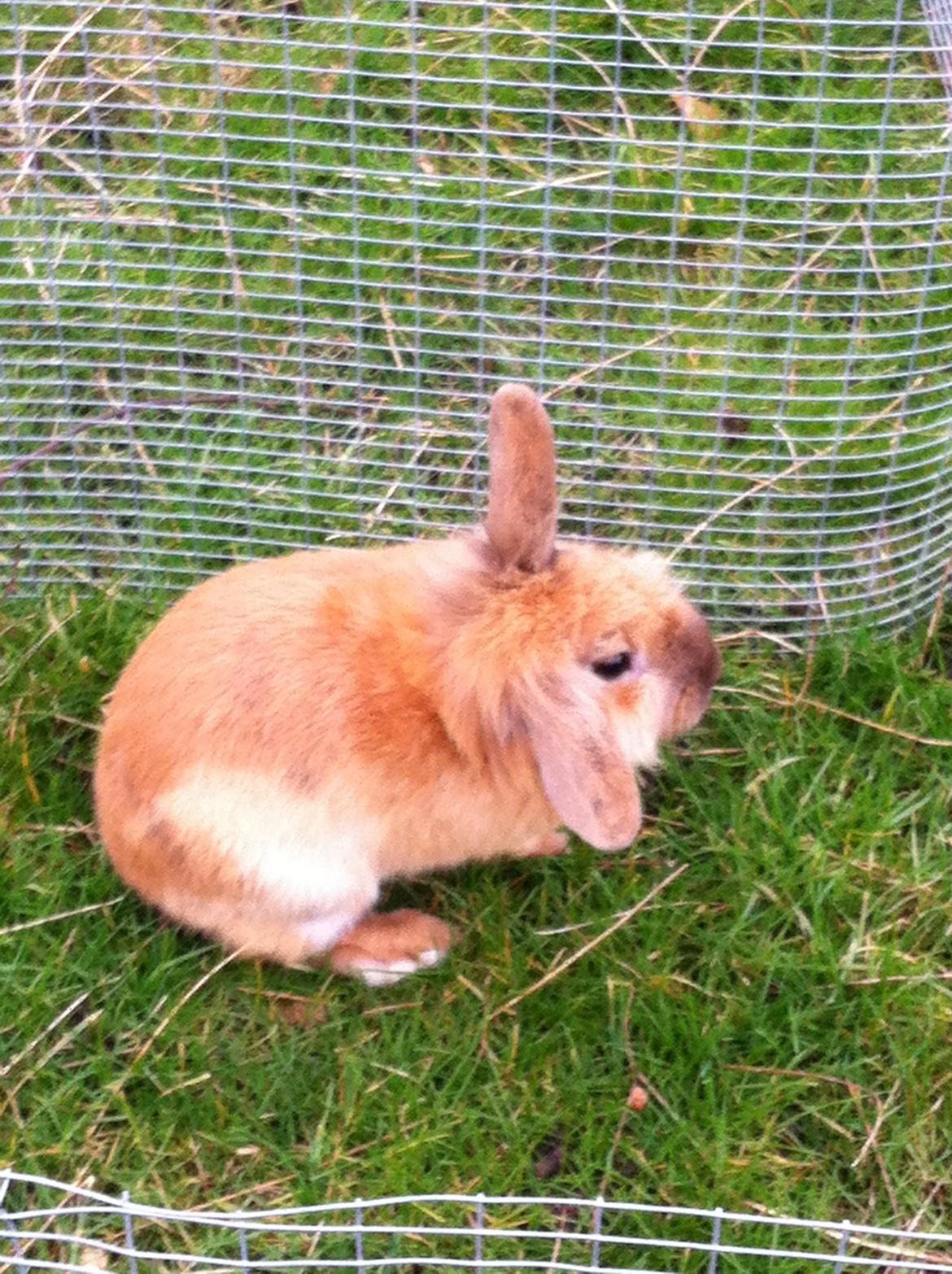 Kanin Sniffe billede 28