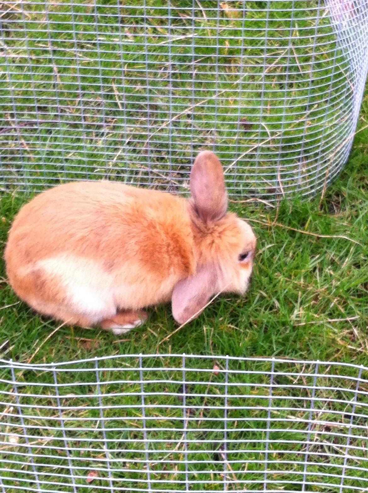 Kanin Sniffe billede 30