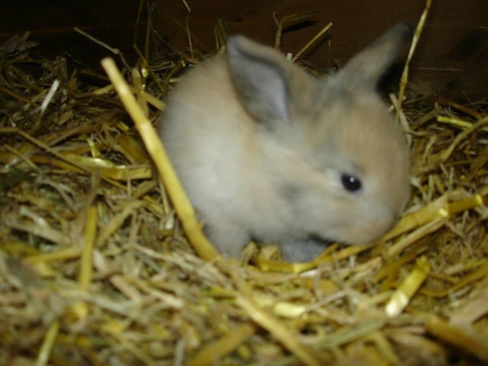 Kanin Peanut Butter Me Up billede 1